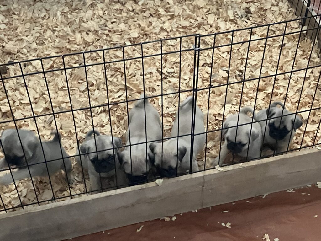 7 week pug puppies