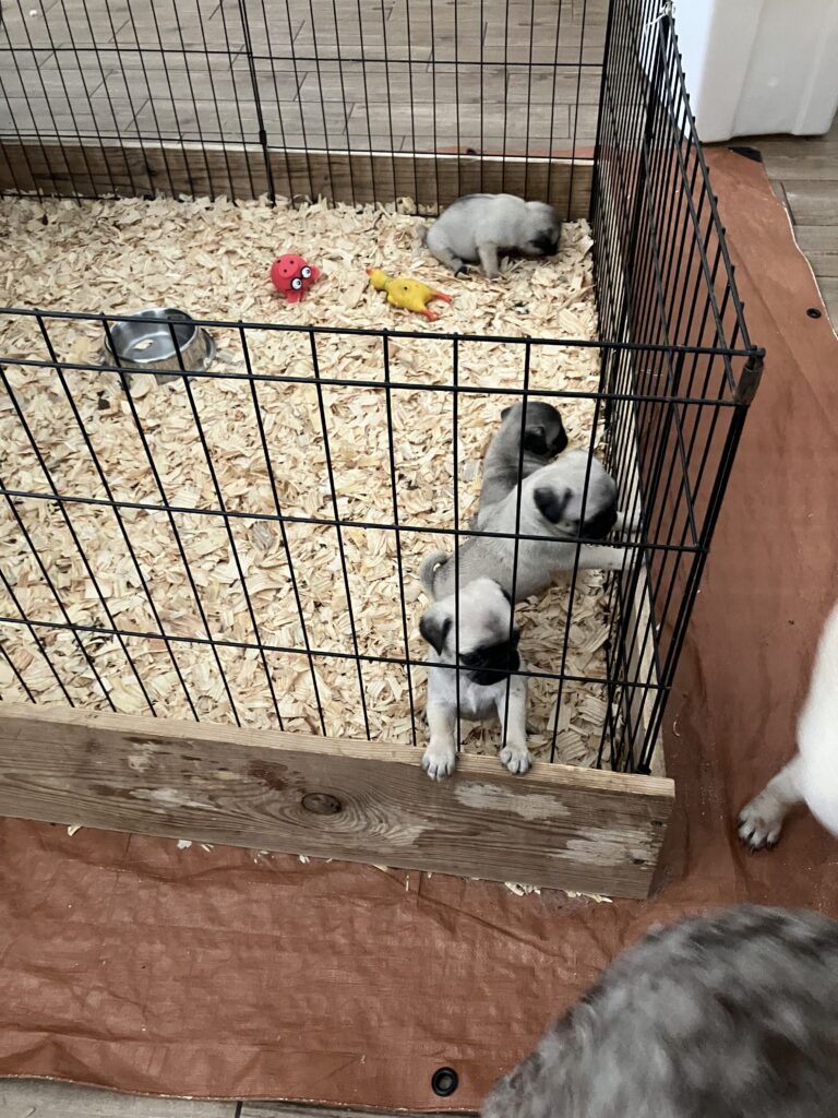 5 week old pug puppies